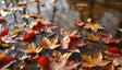 Autumn Leaves Floating In Water Bundle Ai Generated Image