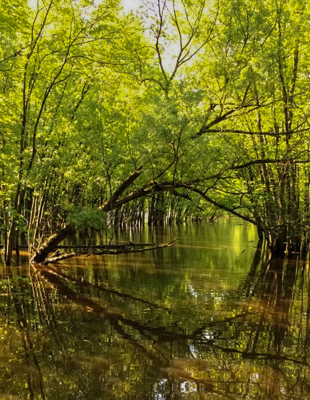 Watery Forest Stock Photos