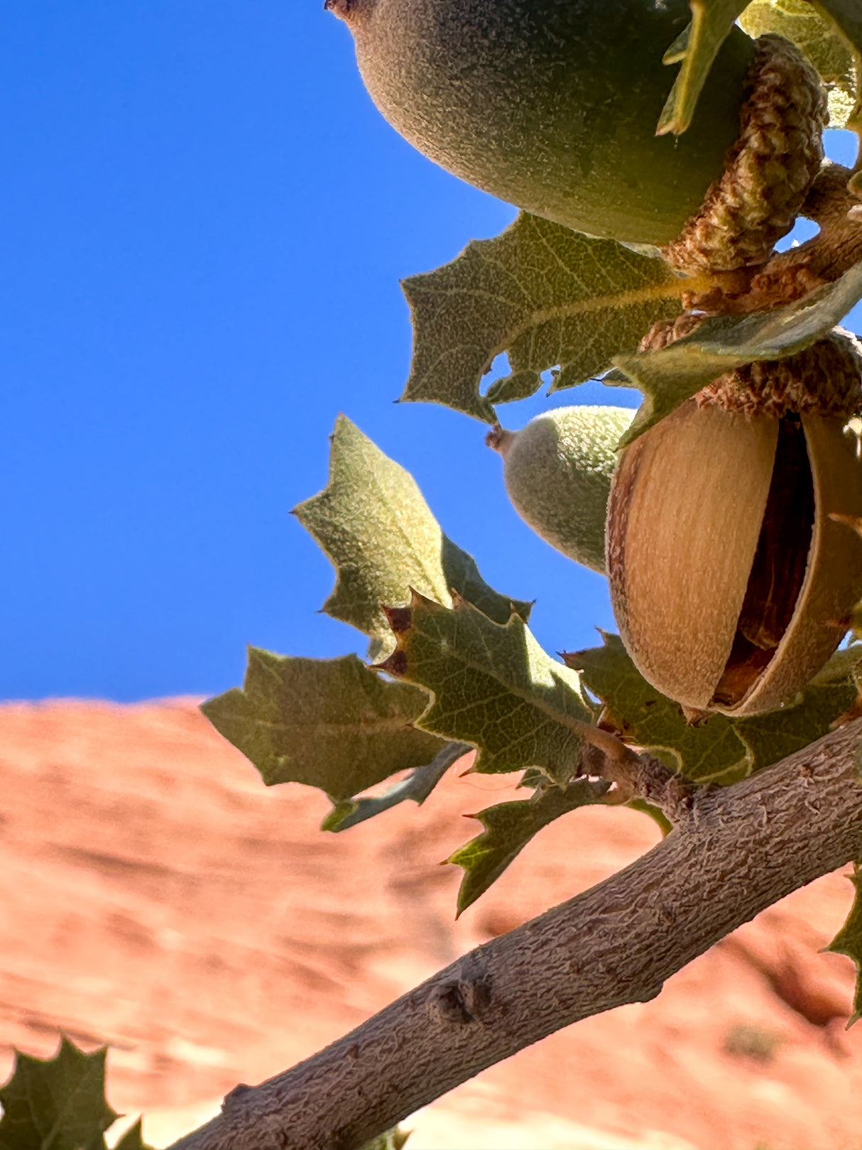 Pistachio Tree Stock Photos