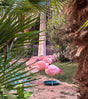 Flamingos Stock Photos