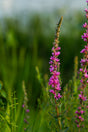 Wild Purple Flowers Stock Photos