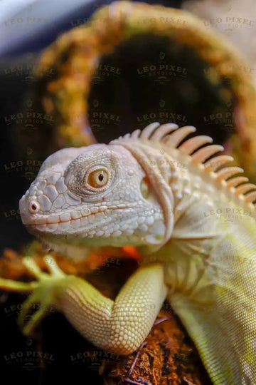 Albinos Lizard Stock Photos