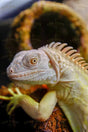 Albinos Lizard Stock Photos