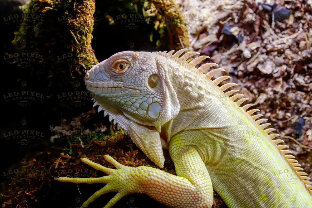 Albinos Lizard Stock Photos