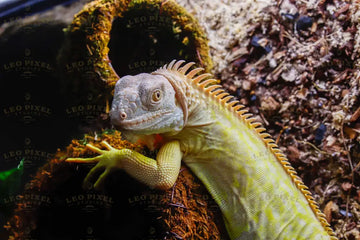 Albinos Lizard Stock Photos