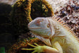 Albinos Lizard Stock Photos