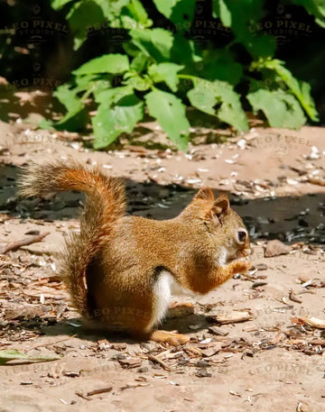 Brown Squirrel Stock Photos