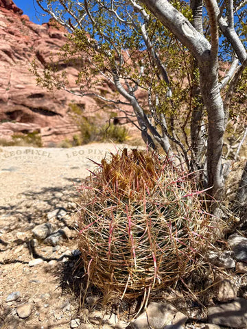 Cactus Ball Stock Photos