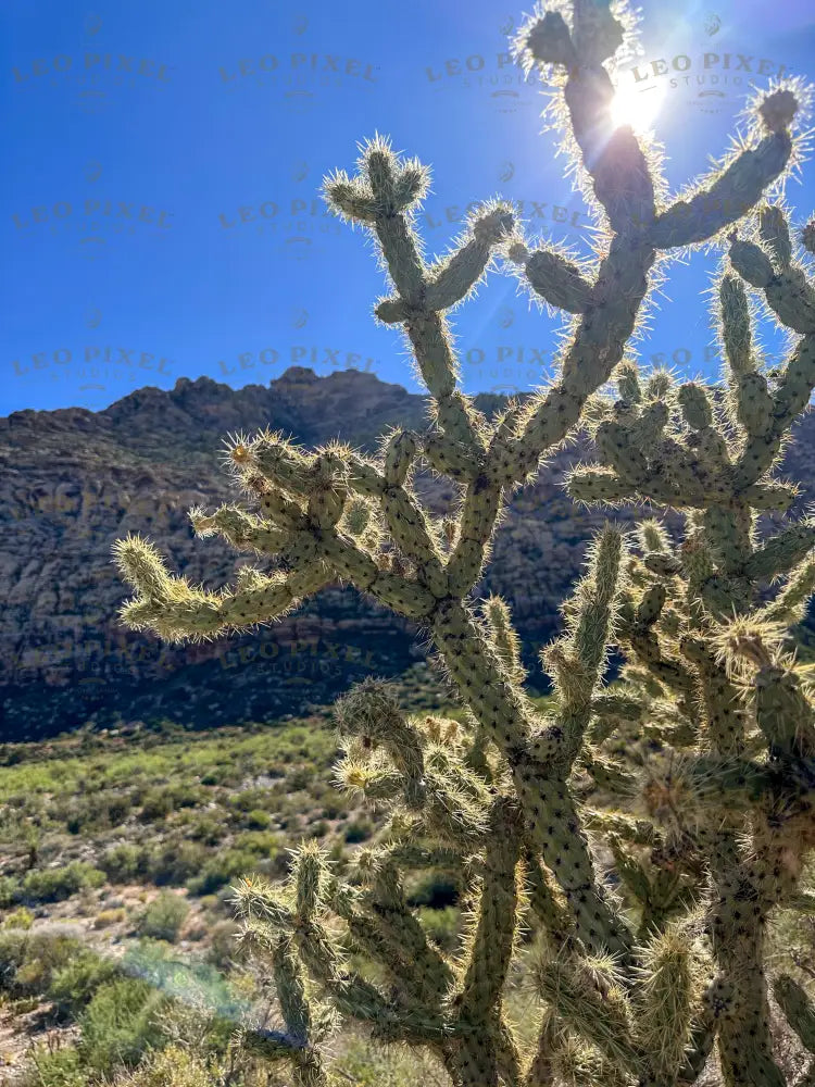 Cactus Tree Stock Photos