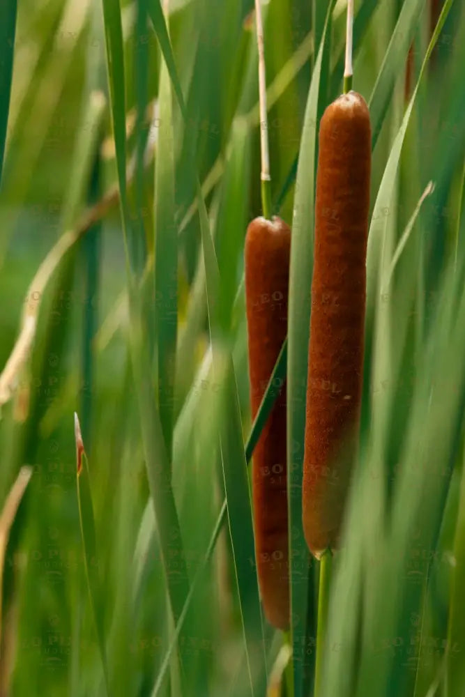 Cattail Stock Photos