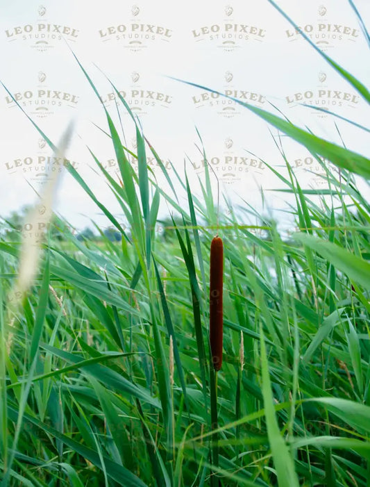 Cattail Surrounded By Green Grass Cold Tone Stock Photos