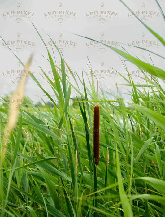 Cattail Stock Photos