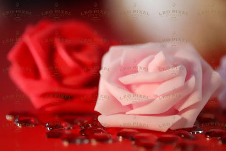 Close-up of soft pink and red roses bundle Stock Photos