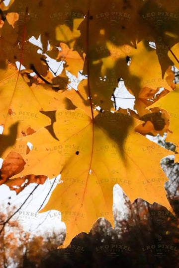 Close-Up On Autumn Leaves Stock Photos