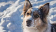 Dog Enjoying Winter Ai Generated Image