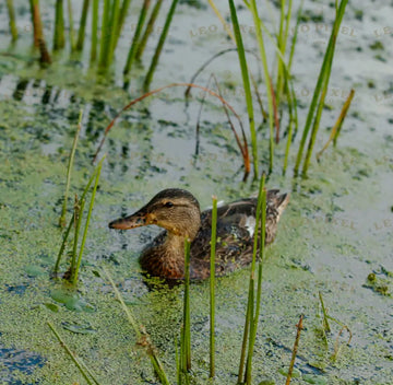 Duck In A Swamp Stock Photos