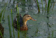 Duck In A Swamp Stock Photos