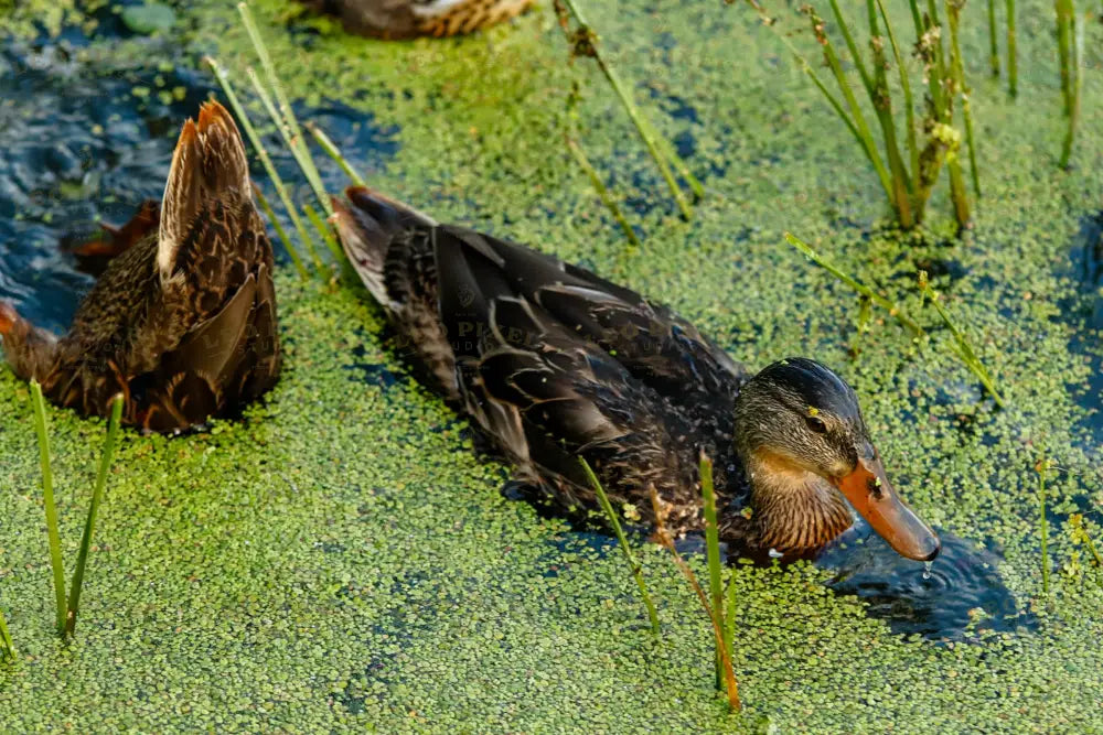 Duck In A Swamp Stock Photos