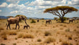 A herd of elephants walks across a dry savanna under a bright blue sky dotted with fluffy white clouds. Acacia trees spread their flat canopies, casting sparse shadows over the golden grass. The foreground features a large elephant leading a calf, their textures and size contrasting beautifully with the serene, expansive landscape stretching to the distant mountains. Ai generated.
Photography style.