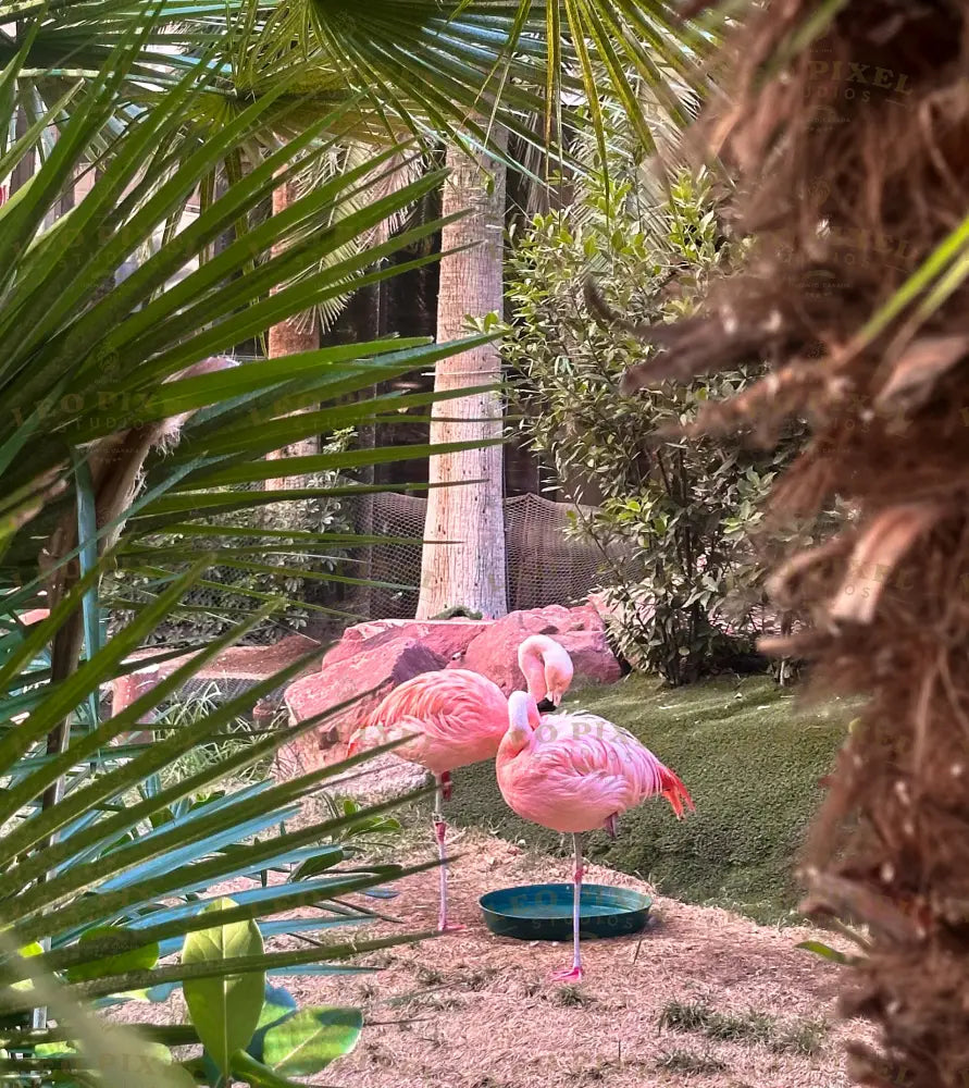 Flamingos Stock Photos