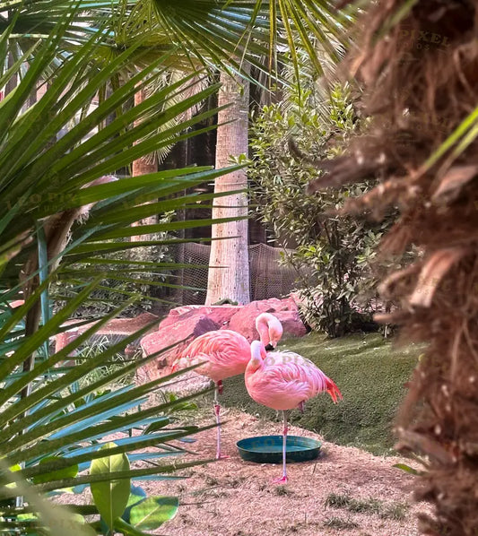 Flamingos Stock Photos