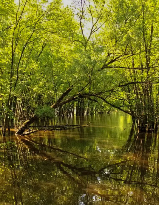 Watery Forest Stock Photos