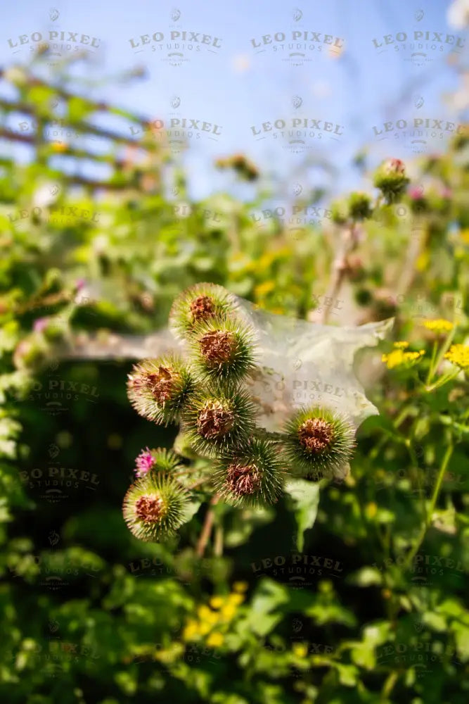 Flowers In A Field Stock Photos