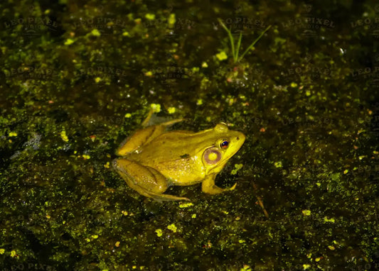 Frog In A Swamp Stock Photos