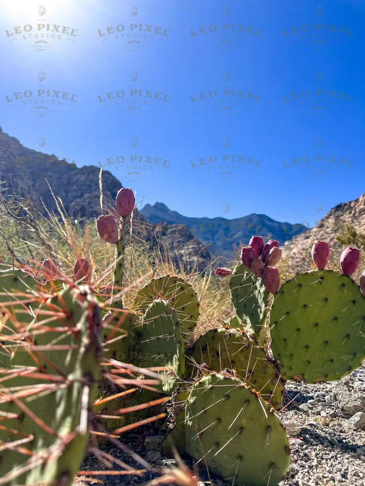 Green Cactus Stock Photos