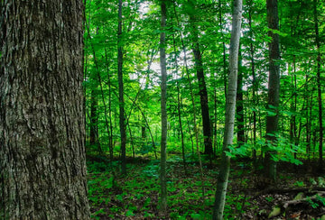 Green Forest Stock Photos