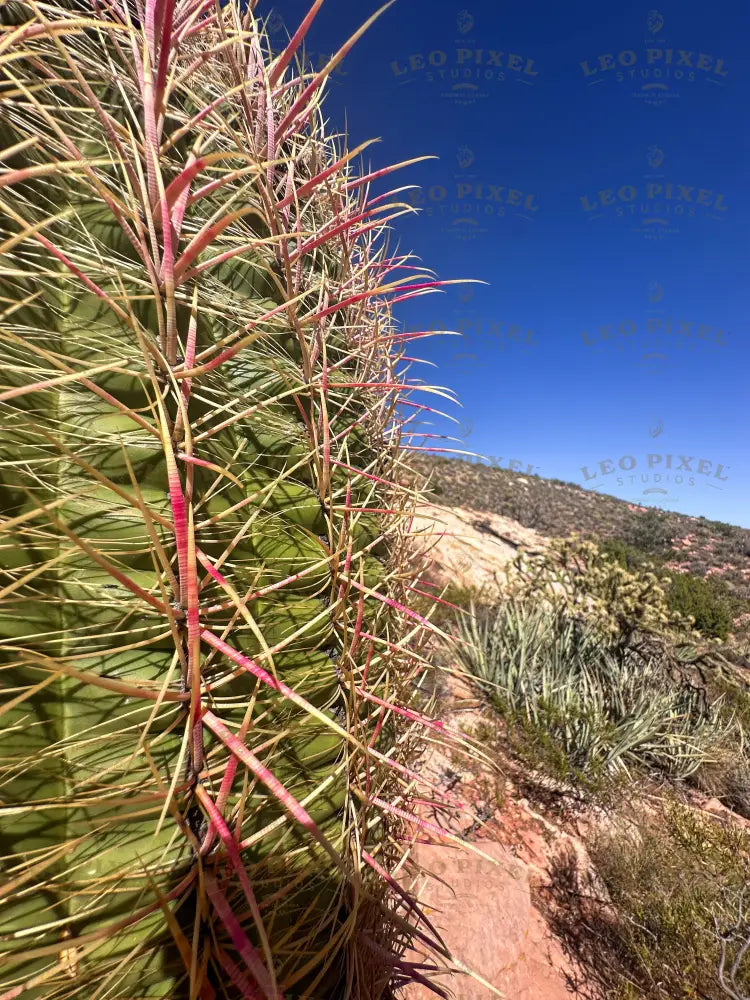 Large Green Cactus Stock Photos