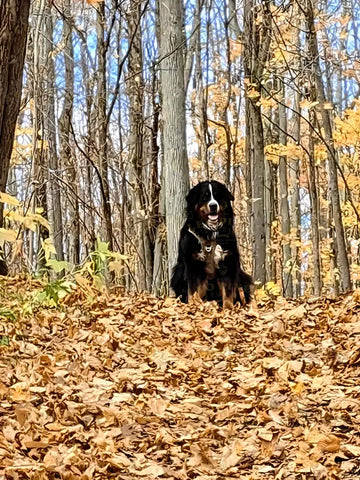 Lonely Dog In Autumn Stock Photos