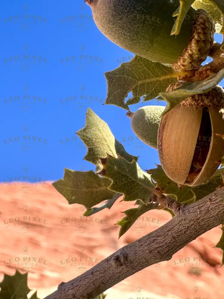 Pistachio Tree Stock Photos