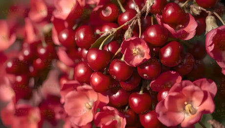 A close-up of shiny red cherries hanging in clusters on thin stems, with soft pink blossoms scattered around. The cherries have a smooth, glossy surface that reflects light, while the flowers show delicate petals with soft textures. The blurred background enhances the vibrant colors, making the cherries and blossoms stand out vividly. Ai generated. Photography style.