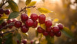 A close-up view of vibrant red cherries hanging in clusters on a branch, surrounded by glossy green leaves. The sunlight softly filters through, casting a warm golden glow and enhancing the rich tones of the fruit and foliage. The background is softly blurred, drawing focus to the plump, shiny cherries and their natural texture. The scene exudes freshness and abundance. Ai generated. Photography style.