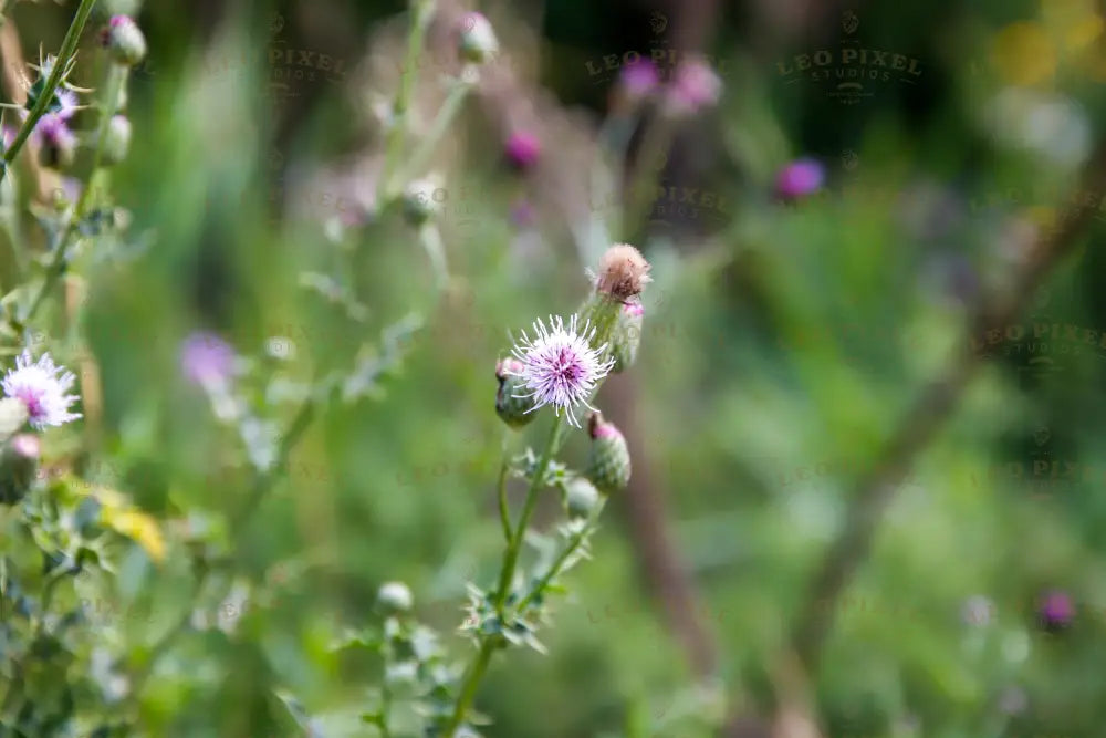 Light Purple Flower Stock Photos