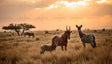 The image captures a tranquil savanna at sunset, bathed in warm golden hues. A group of animals stands amidst tall dry grass, including a zebra, an antelope, and a calf with unique stripes. Acacia trees dot the background, with a glowing sun partially obscured by soft clouds. The distant horizon features grazing animals, adding depth to the peaceful wilderness scene. Ai generated. Photography style.