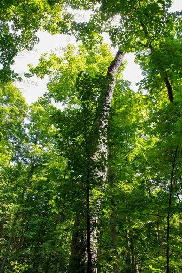 Tall Tree In Forest Stock Photos