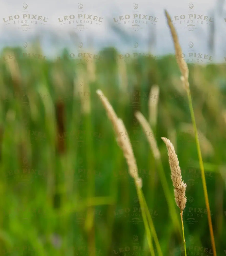 Field Stock Photos