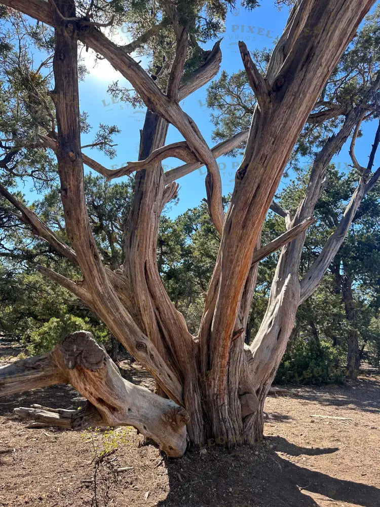 Tree Stock Photos