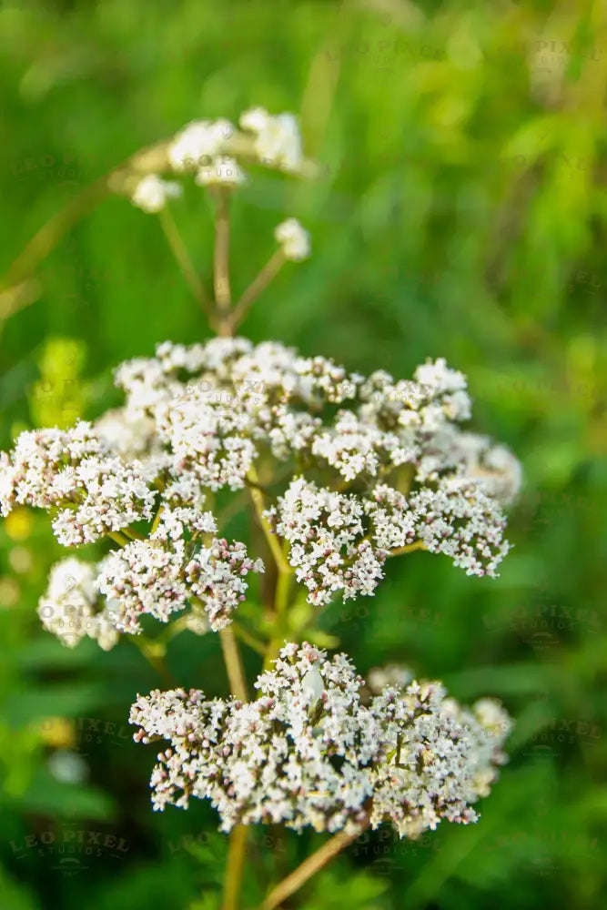 Wild White Flower Stock Photos