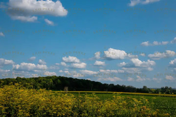 Wild Flowers And Blue Sky Stock Photos