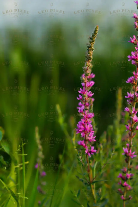 Wild Purple Flowers Stock Photos