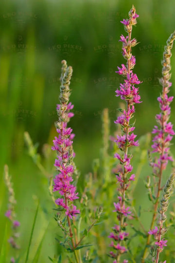 Wild Purple Flowers Stock Photos