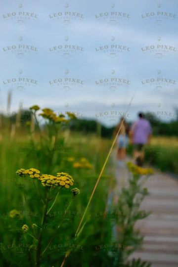 Yellow Flowers Stock Photos